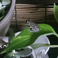 ポトス,窓辺の植物たち,葉っぱ,カエル,アマガエルの画像