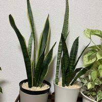 サンスベリア,新芽,Junの植物図鑑の画像