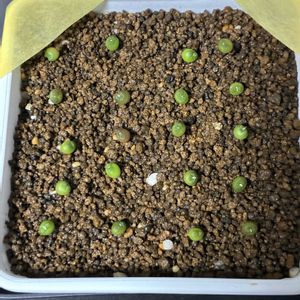 サボテン,兜丸,多肉植物,観葉植物,実生の画像