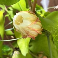 月下美人,月下美人,つぼみ,ベランダの画像