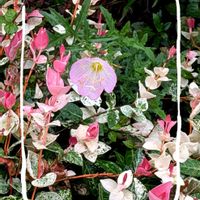 ハツユキカズラ,レウコフィルム,ユウゲショウ,ガーデニング,花のある暮らしの画像