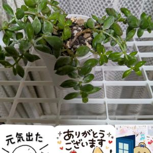 多肉植物,リビング,お出かけ先の画像