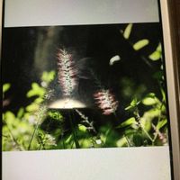 エノコログサの画像