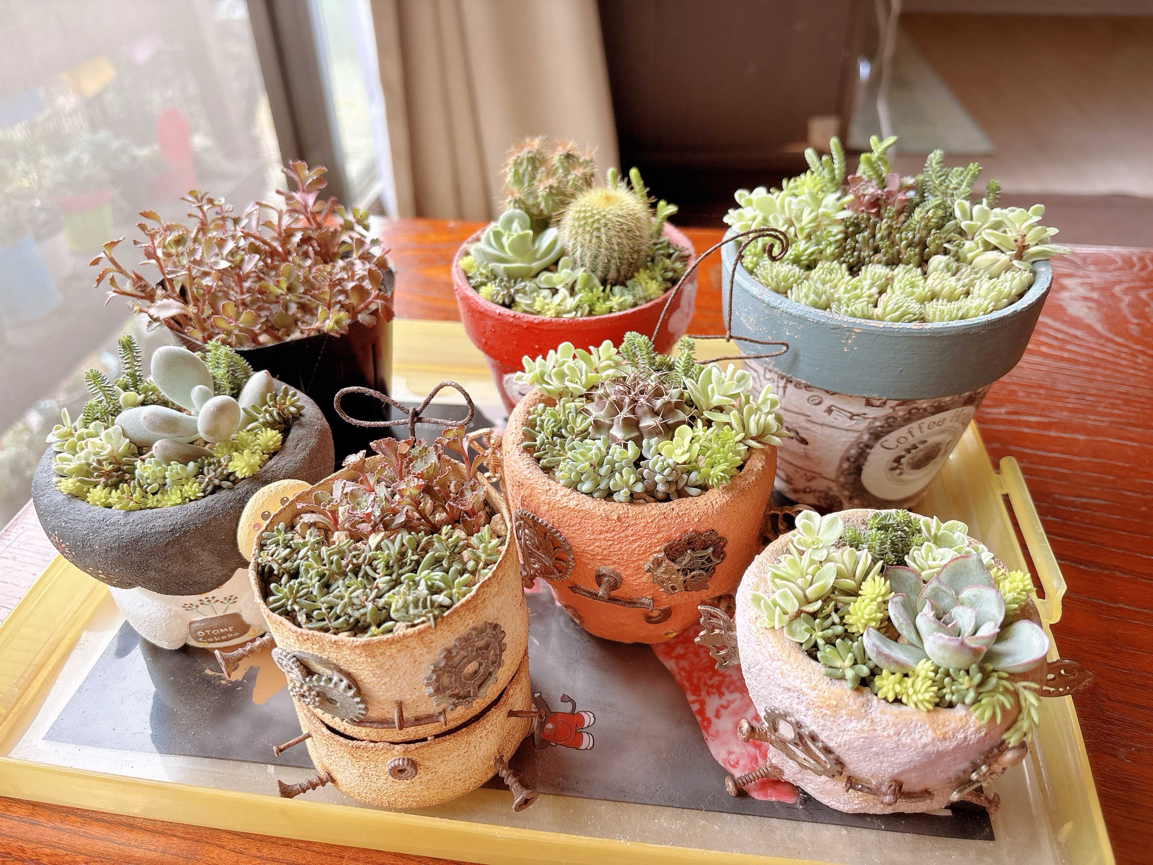 多肉植物の鉢におすすめの素材とは？穴なしは避けた方がいい