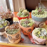 セダム,寄せ植え,センペルビブム,リメ鉢の画像