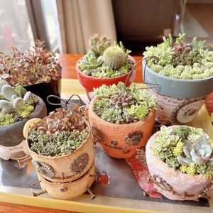 セダム,寄せ植え,センペルビブム,リメ鉢の画像