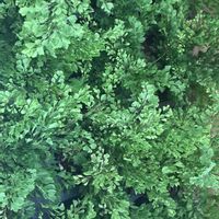 アジアンタム,キュンキュン乙女倶楽部,GS映え,植欲増進中,毎月４日はシダの日の画像