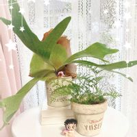 シダ植物,可愛い〜♡,キュンキュン乙女倶楽部,繋がりに感謝✨,おきにいり ♡の画像