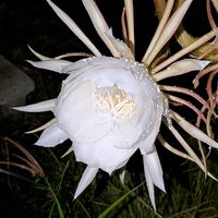 月下美人,熱帯植物の画像
