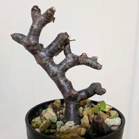 ペラルゴニウム,ペラルゴニウム・ミラビレ,ペラルゴニウム属,珍奇植物,植中毒の画像