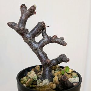 ペラルゴニウム,ペラルゴニウム・ミラビレ,ペラルゴニウム属,珍奇植物,植中毒の画像