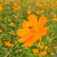 レモングラス,バタフライピー,きばなコスモスの画像