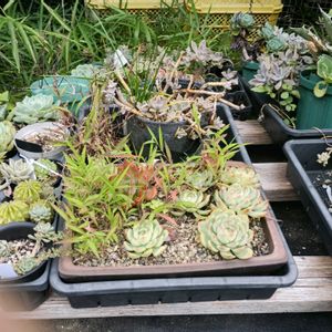多肉葉挿し,miyuki*･☪:.多肉,miyuki*･☪:.多肉,多肉植物,多肉植物 エケベリアの画像