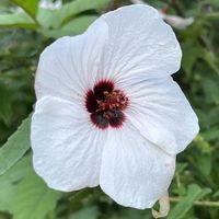 トロロアオイ,ワタ,ヤノネボンテンカ,京都府立植物園の画像