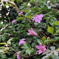 地植え,꒰ღ˘◡˘ற꒱かわゅ~,植物のある暮らし,小さなお花の集合体,桃色吐息の画像