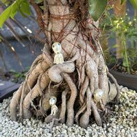 ガジュマル,盆栽,多肉植物,観葉植物,鉢植えの画像