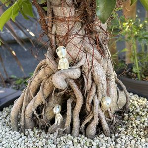 ガジュマル,盆栽,多肉植物,観葉植物,鉢植えの画像