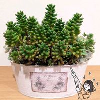虹の玉,寄せ植え,多肉植物,セダム属,エケベリア属の画像