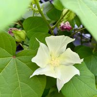 ワタ,コットンフラワー,綿花,ワタの花(綿花),コットンフラワー（綿花）の画像