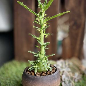 ドルステニア ランキフォリア,D.ヒルデブランドティー f.クリスプム,Dorstenia hildebrandtii f. crispum,Dorstenia crispa var.lancifolia,ドルステニア愛でる会の画像