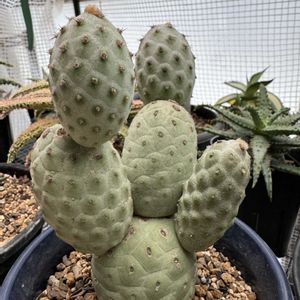 サボテン,テフロカクタス ゲオメトリクス,多肉植物,私の癒し,多肉女子の画像