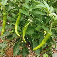アブチロン,アブチロン,ゴーヤ,ゴーヤ,トマトの画像