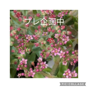 多肉植物,葉挿し,多肉寄せ植え,実生苗,葉挿しっ子の画像