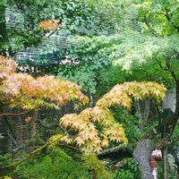 モミジ,秋の始まり,キュンキュン乙女倶楽部,われら17年組の画像