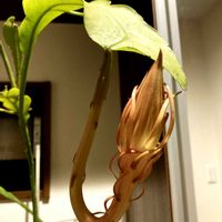 ゲッカビジン,月下美人,サボテン科,花のある暮らし,おうち園芸の画像