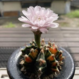 ジニア,ポーチュラカ,ヤブラン,緋牡丹錦,緋牡丹錦の画像