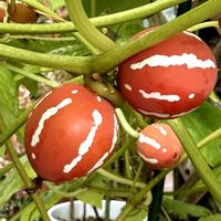 ピーマン,オキナワスズメウリ,オキナワスズメウリ,マスカット,里芋の画像