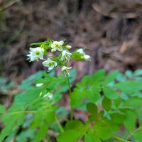 ヤブデマリ,タマアジサイ,ジシバリ,玉紫陽花,マツカゼソウの画像