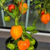 ハバネロ,お花屋さん,オレンジ色,見るだけ〜,ナス科トウガラシ属の画像