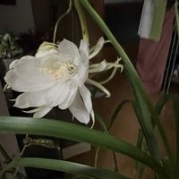 月下美人の画像