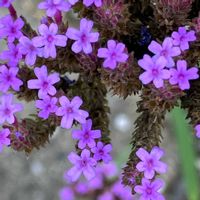 宿根バーベナ,鉢植え,近所散歩,シュッコンバーベナ♡,民家さんの庭の画像