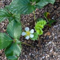 イチゴ,ナス,ニラ,我が家の庭,ヤエ菜園の画像