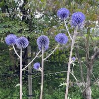 ヒゴタイ,ヤグルマギク,クロホオズキ,山野草,花のある暮らしの画像