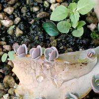 胡蝶の舞の画像