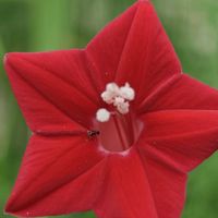 ルコウソウ,四角豆,るこう草,四角豆　花,我が家の畑の画像