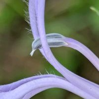サワギキョウ,サワギキョウ,キキョウ科,ミゾカクシ属,雄性先熟の画像