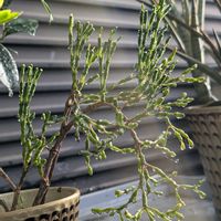 リプサリス,多肉植物,成長記録,多様性を愛する会,人に優しくの画像
