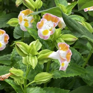 ブルースター,ミニバラ,今日の庭,花に癒されて,花友さんにエールの画像