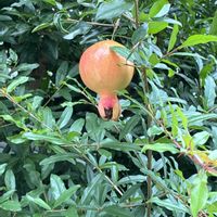 ザクロの画像