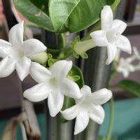 ハナニラ,ゼラニウム,観賞用トウガラシ,マダガスカルジャスミン,マダガスカルジャスミンの画像