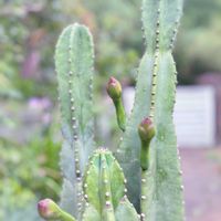 サボテン,柱サボテン,鬼面角,柱サボテン 鬼面角,多肉植物の画像