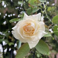 アネモネ,ヒューケラ,ブラン ピエール ドゥ ロンサール,花のある暮らし,GSのみなさんに感謝♡の画像