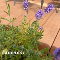 ラベンダー,ラベンダー,お花のある暮らし,いつも、いいね❤をありがとうございます‼,香りに癒されての画像