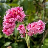 オオケタデ,ガーデニング,花のある暮らし,小さな庭,庭の画像