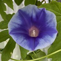 アメリカンブルー,アメリカンブルー,朝顔,朝顔,丸茄子の画像