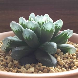 ハオルチア マスカット,多肉植物,実生,ハオルチア属,窓辺の画像